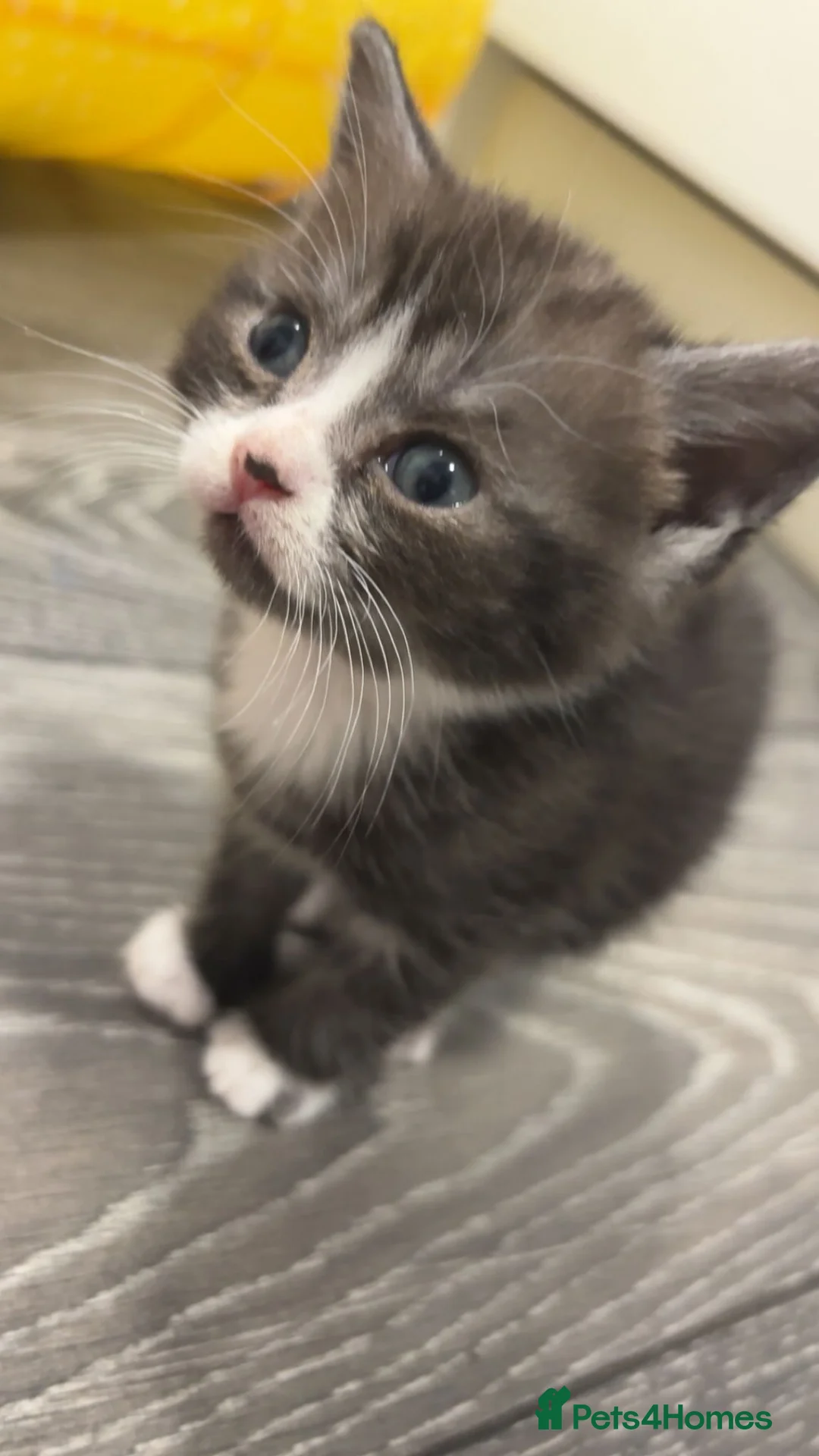 Scottish Fold cats for sale: Scottish stright mum,Playful kittens mixed breed  in Dalkeith - Advert 2