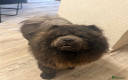 Chow Chow dogs for stud: Blue chow chow for stud  - Image 2