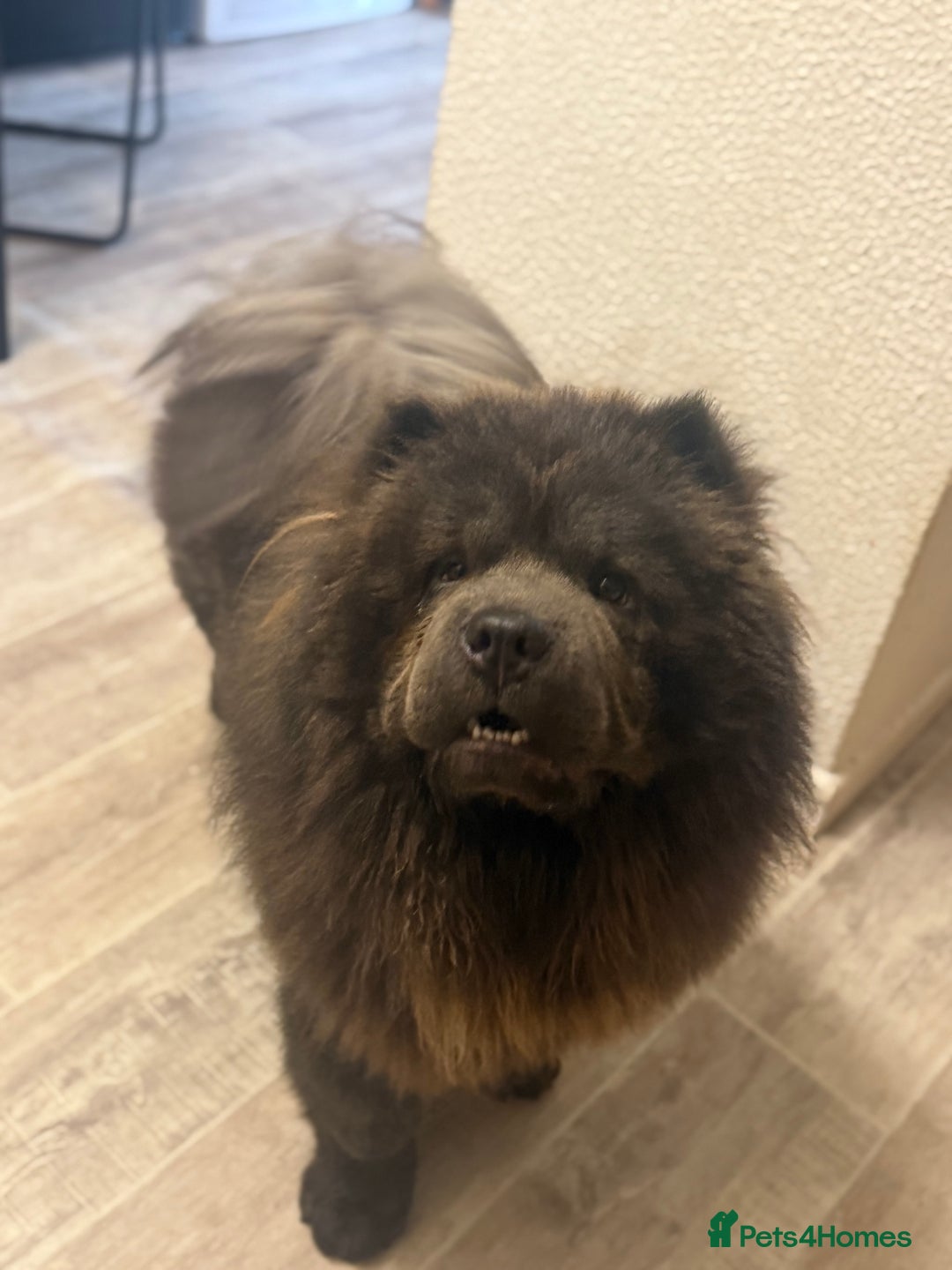 Chow Chow dogs for stud: Blue chow chow for stud  - Image 2
