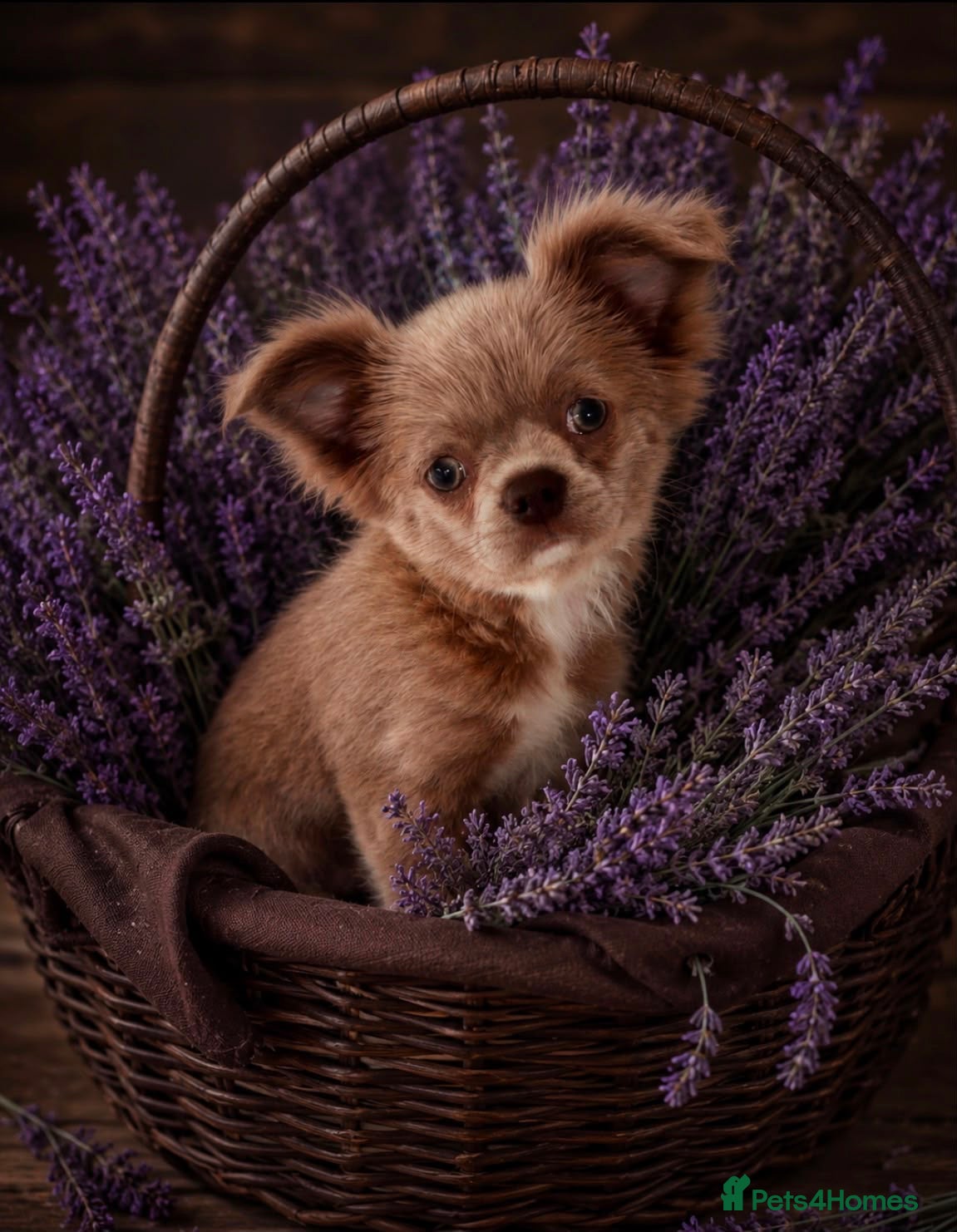 Chihuahua dogs Longcoat apple head chihuahua Russian blood lines - Advert 1