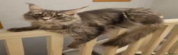 Maine Coon cats for sale: Tica kittens and retired queen available - Advert 8