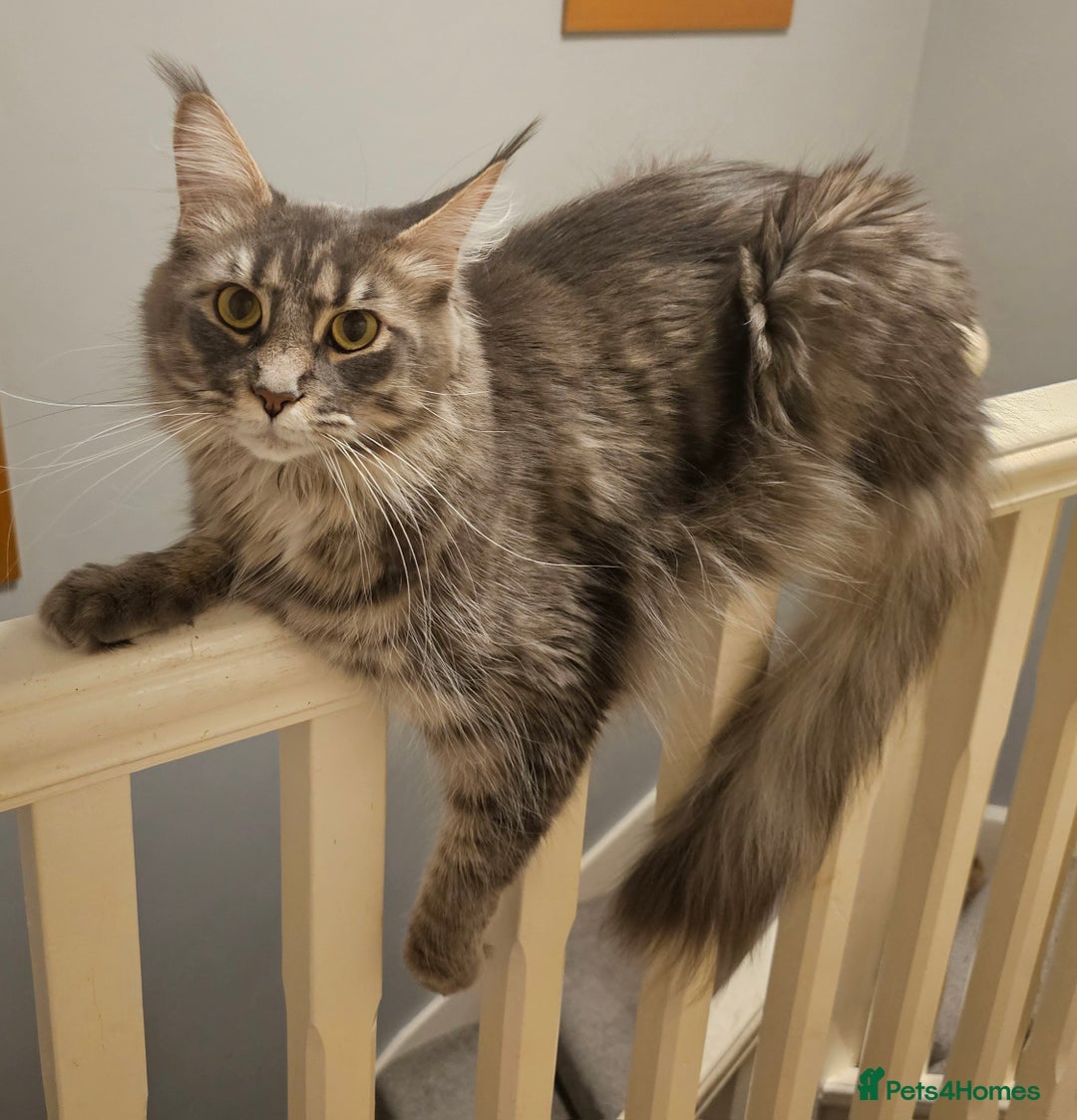 Maine Coon cats for sale: Tica kittens and retired queen available - Advert 8