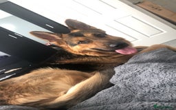 German Shepherd dogs for sale: male german shepherd  - Image 1