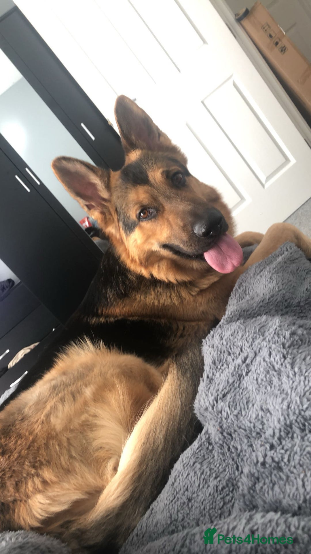 German Shepherd dogs for sale: male german shepherd  - Image 1