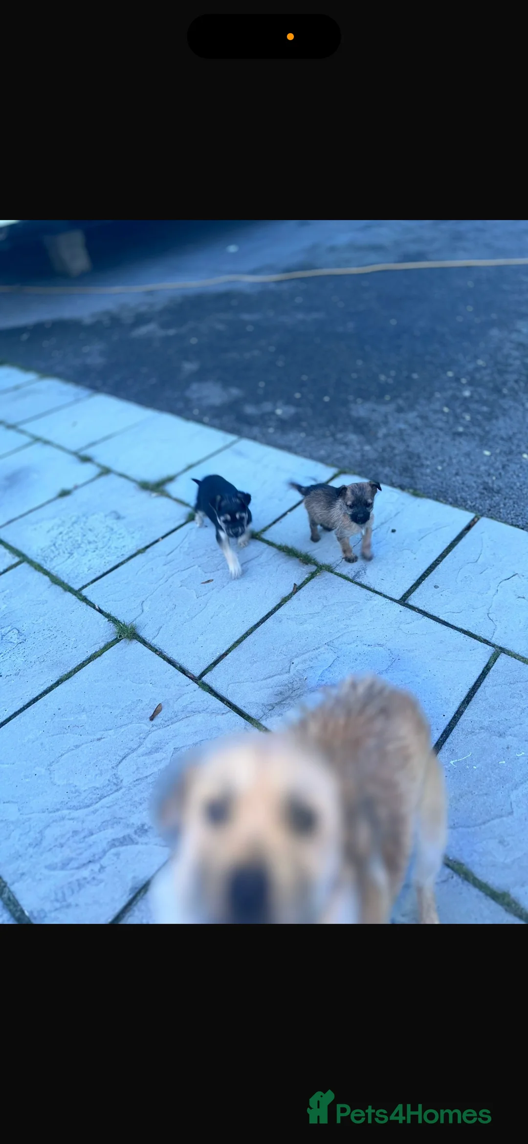 Shih Tzu dogs for sale: Beautiful puppies for sale  - Advert 6