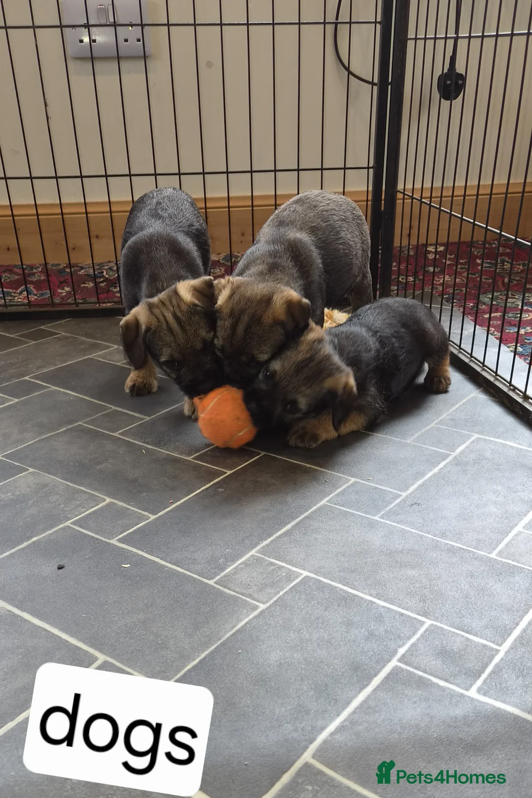Border Terrier dogs for sale: Border Terrier  in Lockerbie - Advert 13