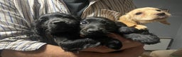 Sprocker dogs for sale: 3 Sprocker pups left!! - Advert 8