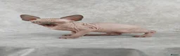 Sphynx cats for sale: Exceptional Sphynx Kittens – Best Pedigree.  - Advert 13