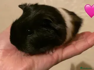 Guinea Pig rodents Gorgeous guinea pigs - Advert 18