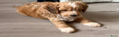 Cockapoo Puppy 1