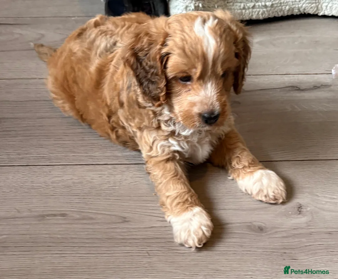 Cockapoo dogs for sale: Beautiful cockapoo puppies  - Advert 2