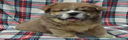 Chow Chow dogs for sale: beautiful smooth and rough coat chow babies - Advert 9