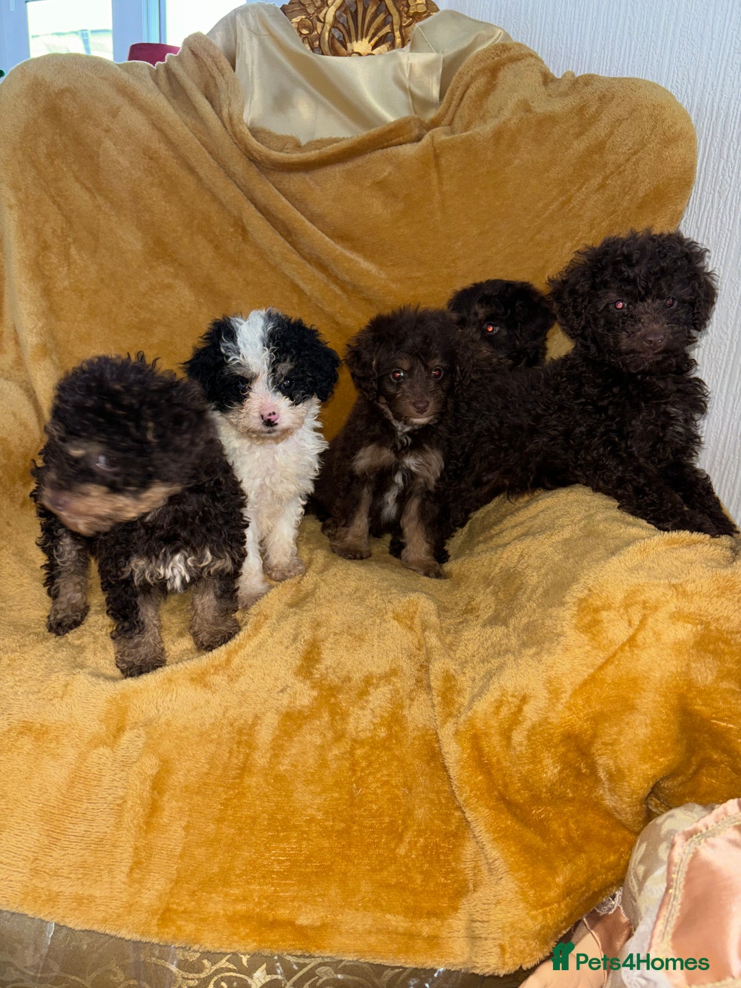 Cavapoo dogs for sale: Ready now Cavapoo puppies for sale  - Advert 2