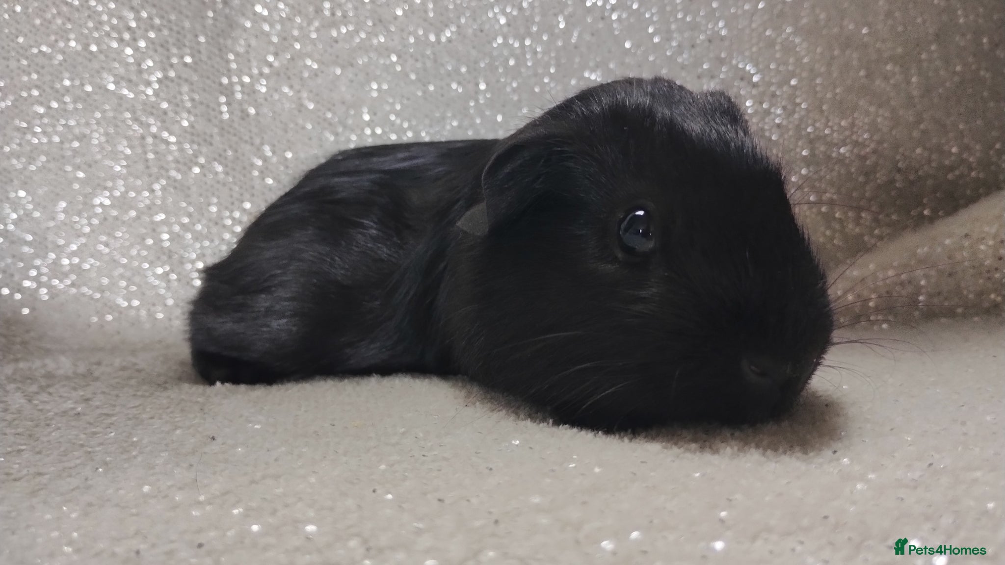 Guinea Pig rodents Lonely male baby guinea pig Ready now - Advert 8