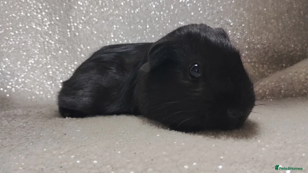 Guinea Pig rodents for sale: Lonely male baby guinea pig Ready now - Advert 1