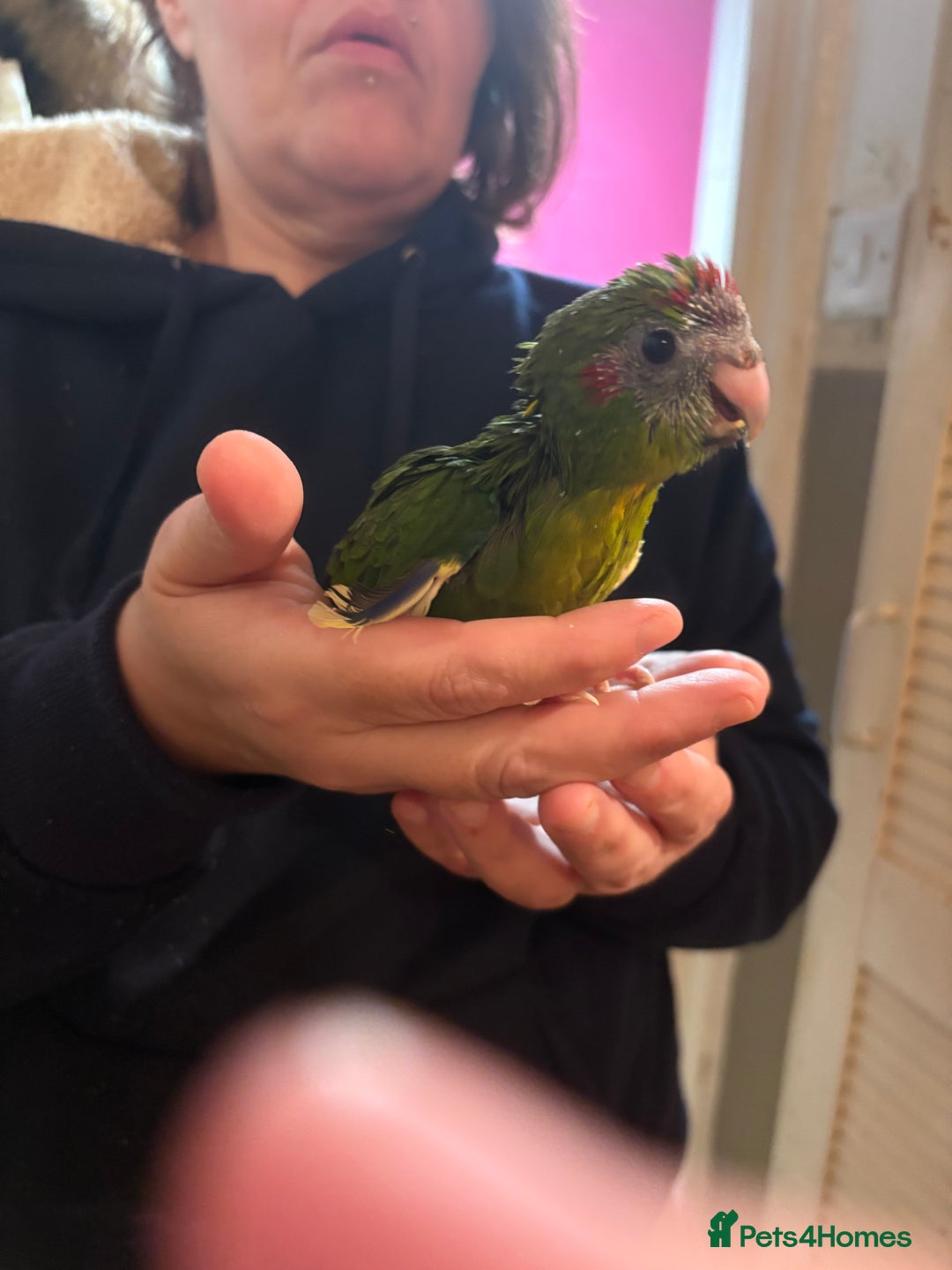 Parakeets birds for sale: Hand reared kakariki  - Advert 5