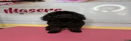 Cockapoo dogs for sale: Stunning F1B Cockapoos - DNA Clear- READY TO LEAVE - Advert 7