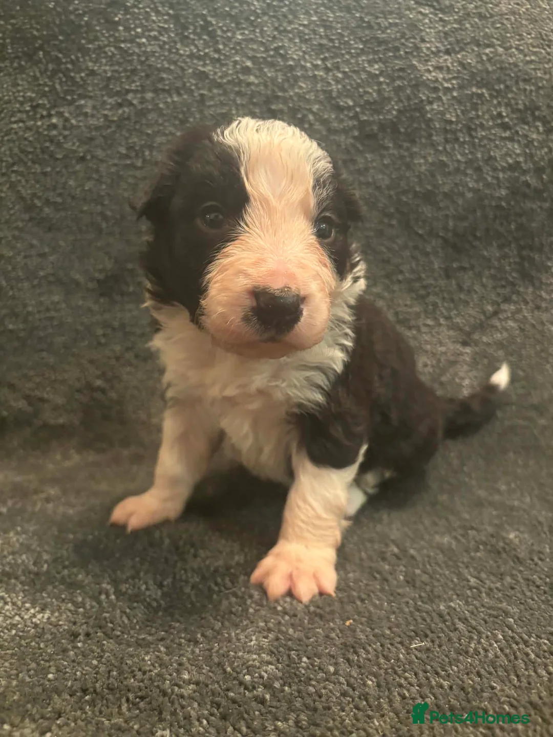 Border Collie dogs for sale: 8 Gorgeous Border Collie Puppies for Sale  - Advert 22