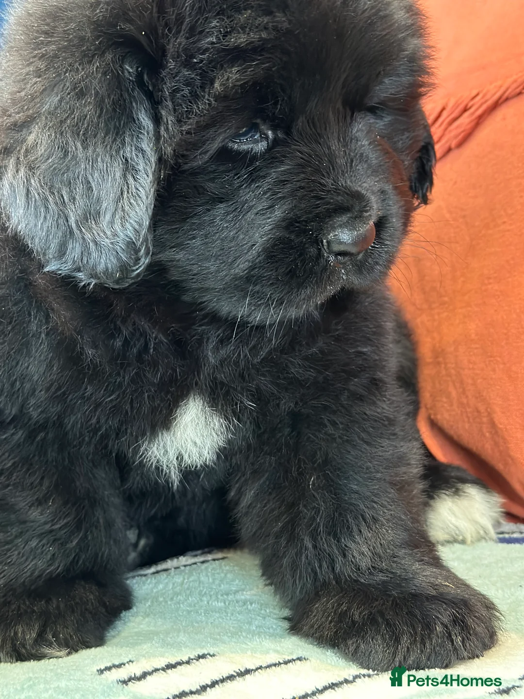 Newfoundland dogs for stud: Newfoundland stud in Doncaster - Advert 6