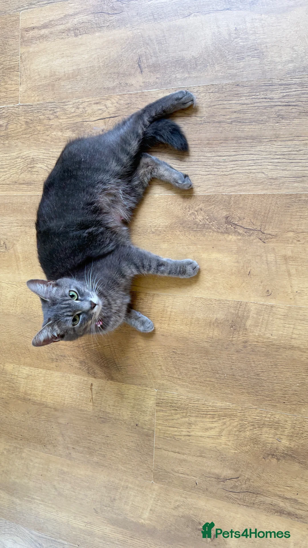 Mixed Breed cats for sale: 🐾 Adorable Black Kitten for Sale- Flora🌼 🐾 in Pembroke Dock - Advert 4