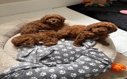 Cavapoo dogs for sale: 💫 TOY CAVAPOO PUPPYS HEALTH TESTED 💫  - Image 7