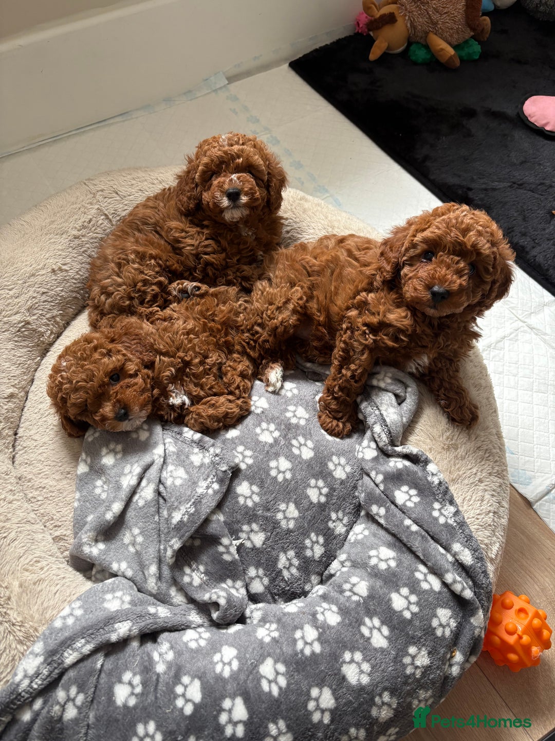 Cavapoo dogs for sale: 💫 TOY CAVAPOO PUPPYS HEALTH TESTED 💫  - Image 7