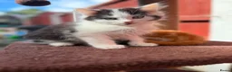 Mixed Breed cats for sale: Mixed ragdolls - Advert 17