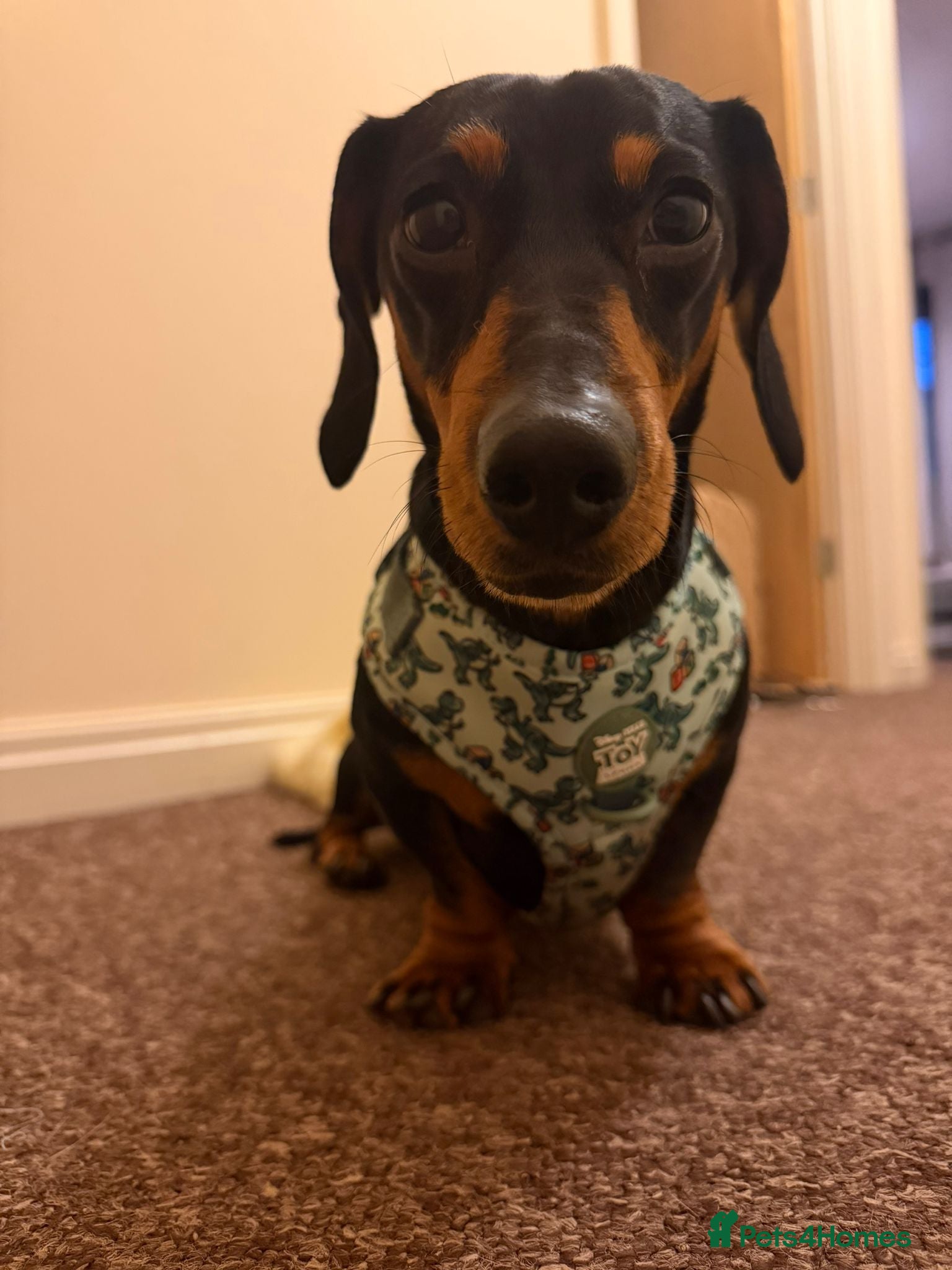 Dachshund dogs 2 year old dachshund - Advert 2