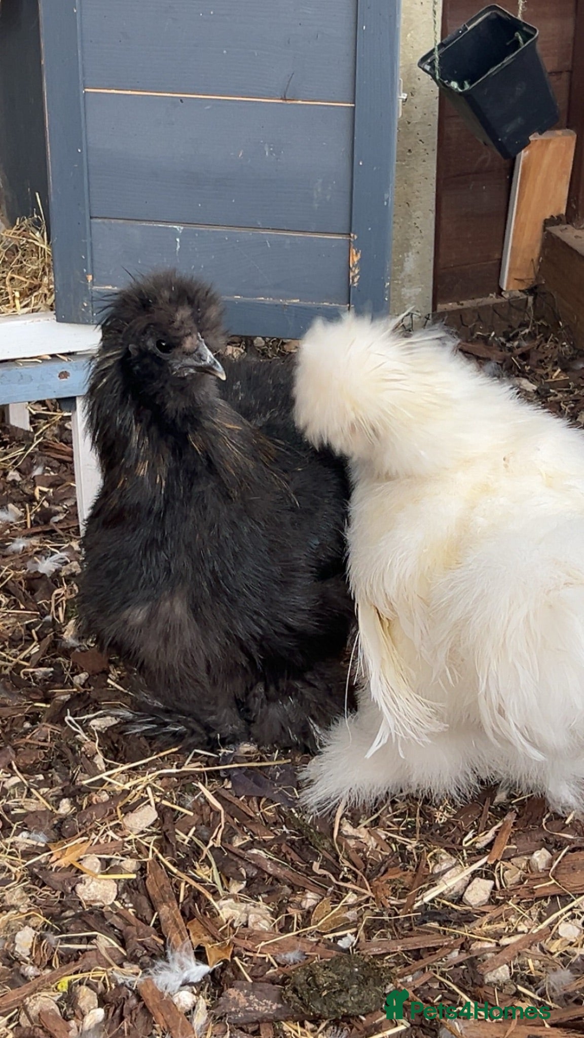 Chickens poultry Silkie cockerels - Advert 1