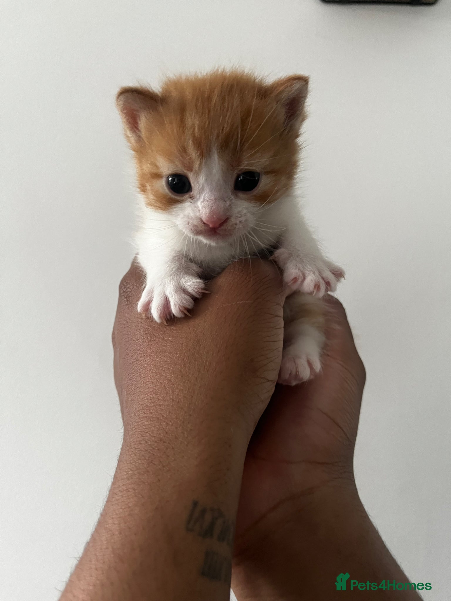 British Shorthair cats Kittens for reserve!!! - Advert 2