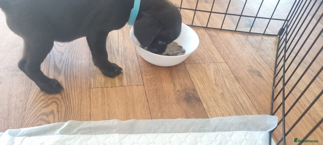 Mixed Breed dogs for sale: Gorgeous Black Poogledoodles Kid-Friendly Beauties - Image 17