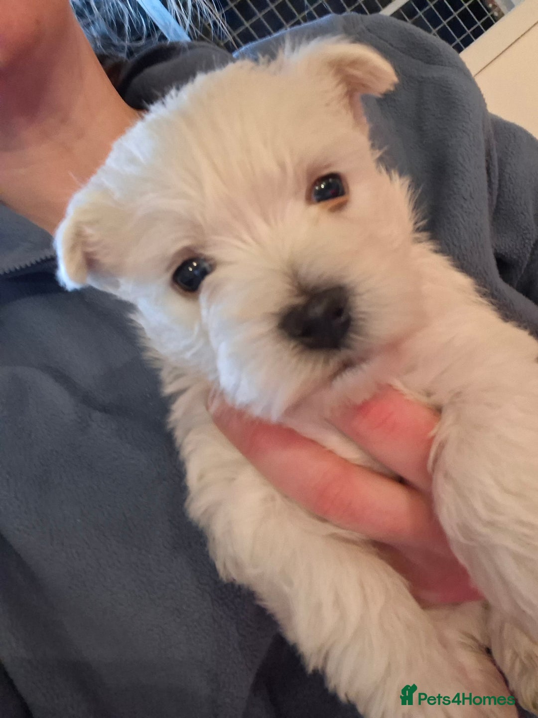 West Highland Terrier dogs for sale: Gorgeous kc bestie pups - Advert 8