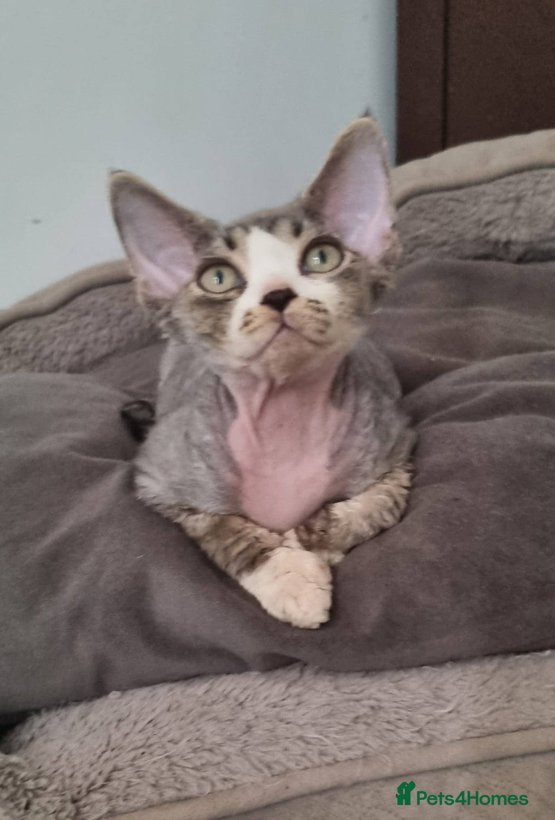 Devon Rex cats for sale: ❤️🐱Brown mackerel tabby Devon Rex ❤️🐱 - Advert 9