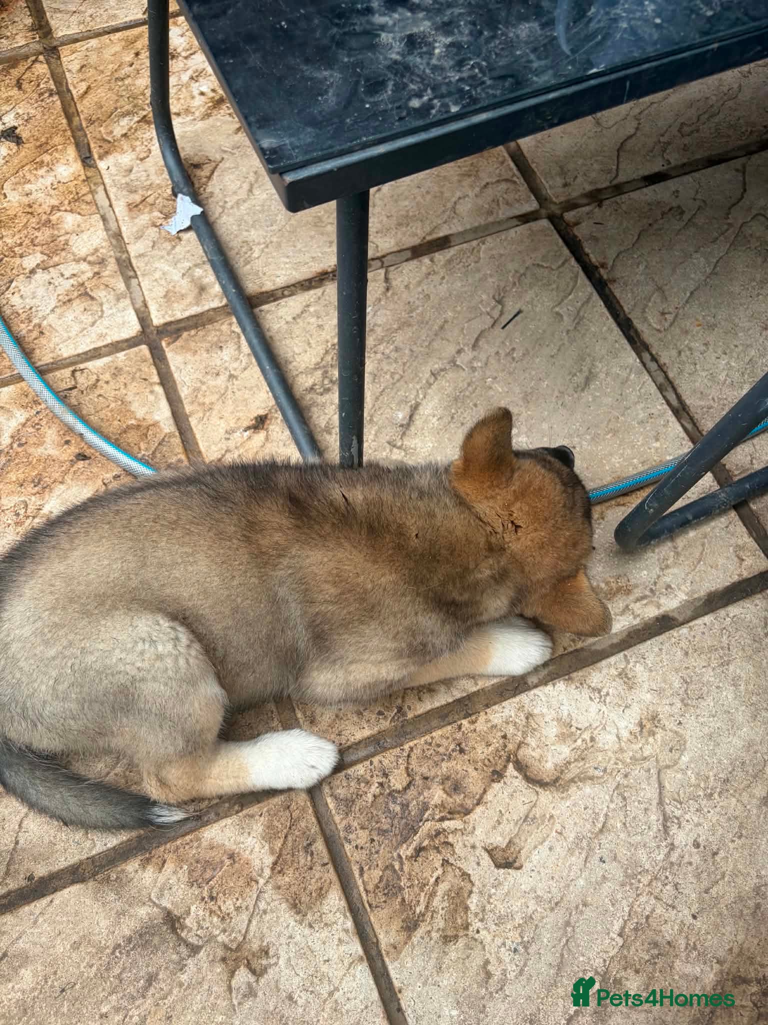 Huskita dogs Puppies - Advert 1