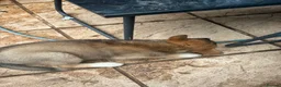 Huskita dogs for sale: Huskita  Puppies - Advert 1