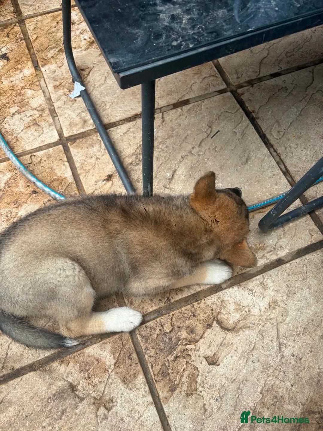 Huskita dogs for sale: Huskita  Puppies - Advert 1