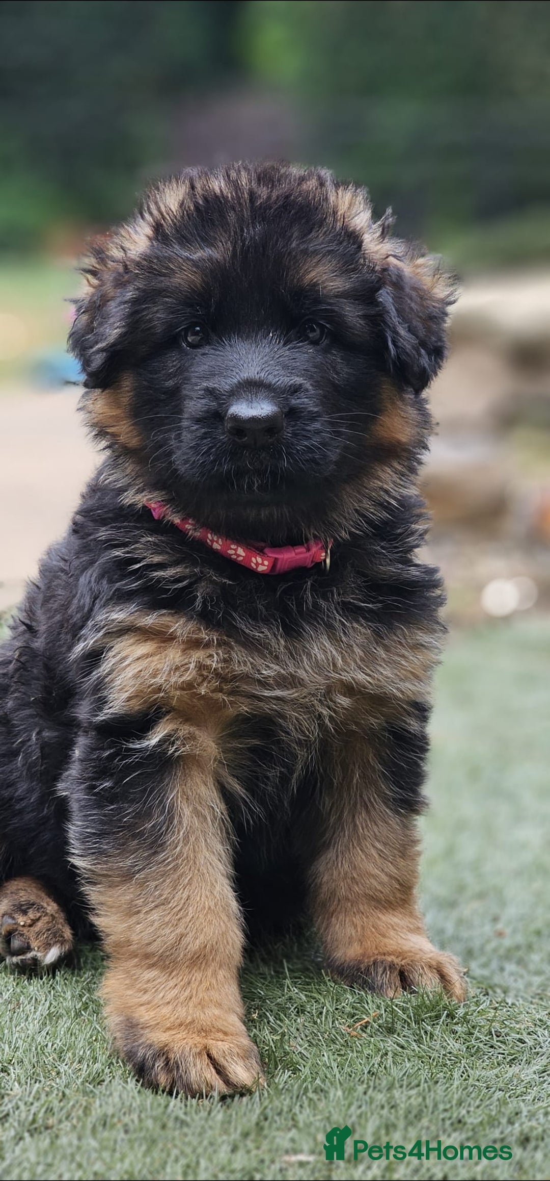 German Shepherd dogs for sale: Beautiful girl available  - Image 11