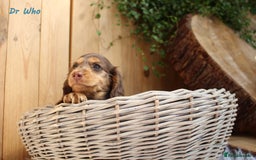 Miniature Dachshund dogs for sale: KC Health tested Licensed breeder 12 years exp - Image 22