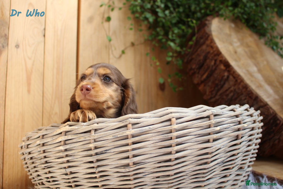 Miniature Dachshund dogs for sale: KC Health tested Licensed breeder 12 years exp - Image 22