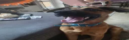 Mixed Breed dogs for sale: Belgian malinois x Dutch herder  in Torrington - Advert 7