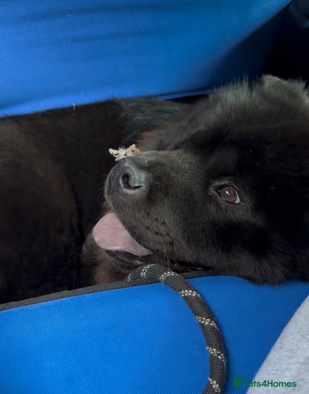 Chow Chow dogs for sale: Loving Chow Chow looking for a urgent home - Advert 4