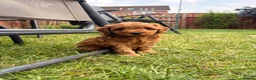 Cavapoo dogs for sale: Beautiful F1b Cavapoo Girls | Ready Soon - Advert 14