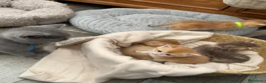 British Shorthair Kitten 5
