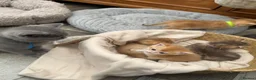 British Shorthair cats for sale: Exceptional Golden British Shorthair Kittens - Advert 8