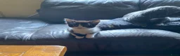 Mixed Breed cats for sale: 3 Black & White boys in Swadlincote - Advert 4