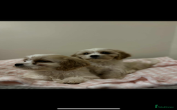 Cavachon dogs for sale: Cavachon Puppies  - Advert 15