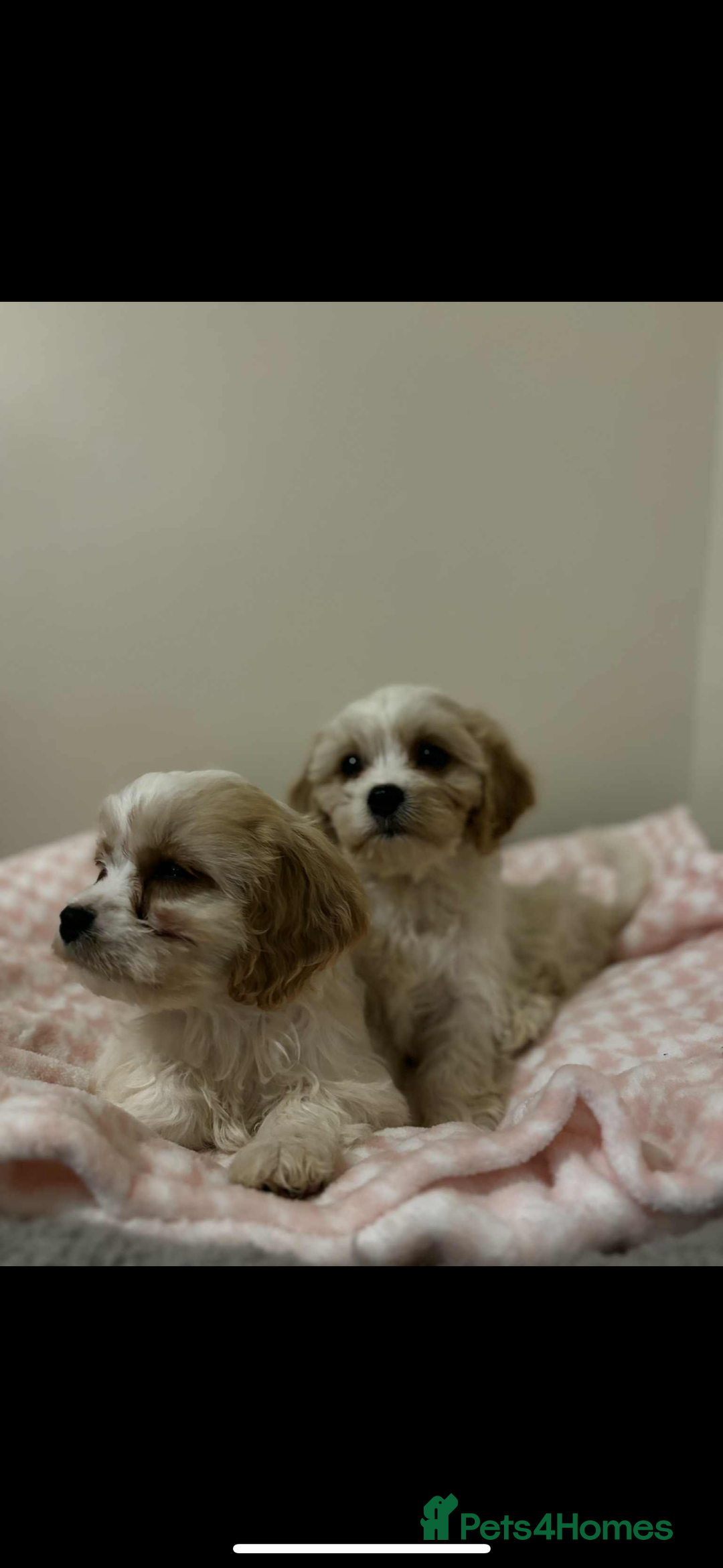 Cavachon dogs for sale: Cavachon Puppies  - Advert 15