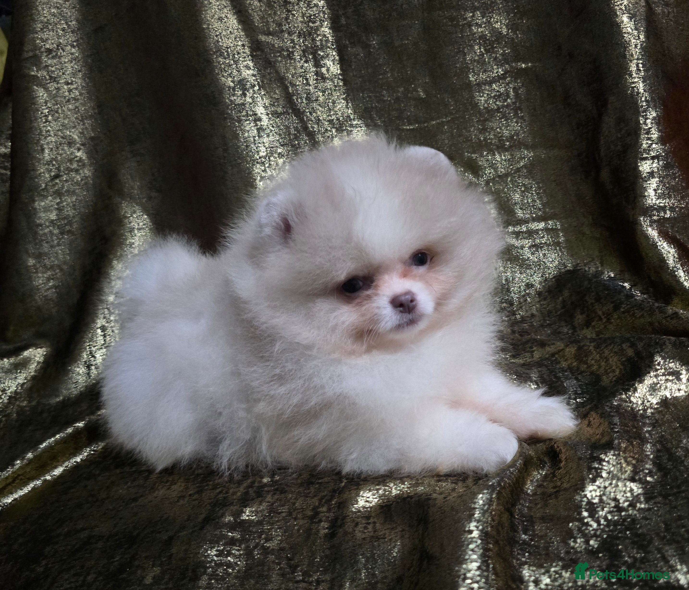 Pomeranian dogs 8 WEEKS OLD Lavender Lilac Chocolate merles💜 - Advert 1