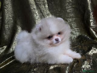 Pomeranian dogs 8 WEEKS OLD Lavender Lilac Chocolate merles💜 - Advert 1