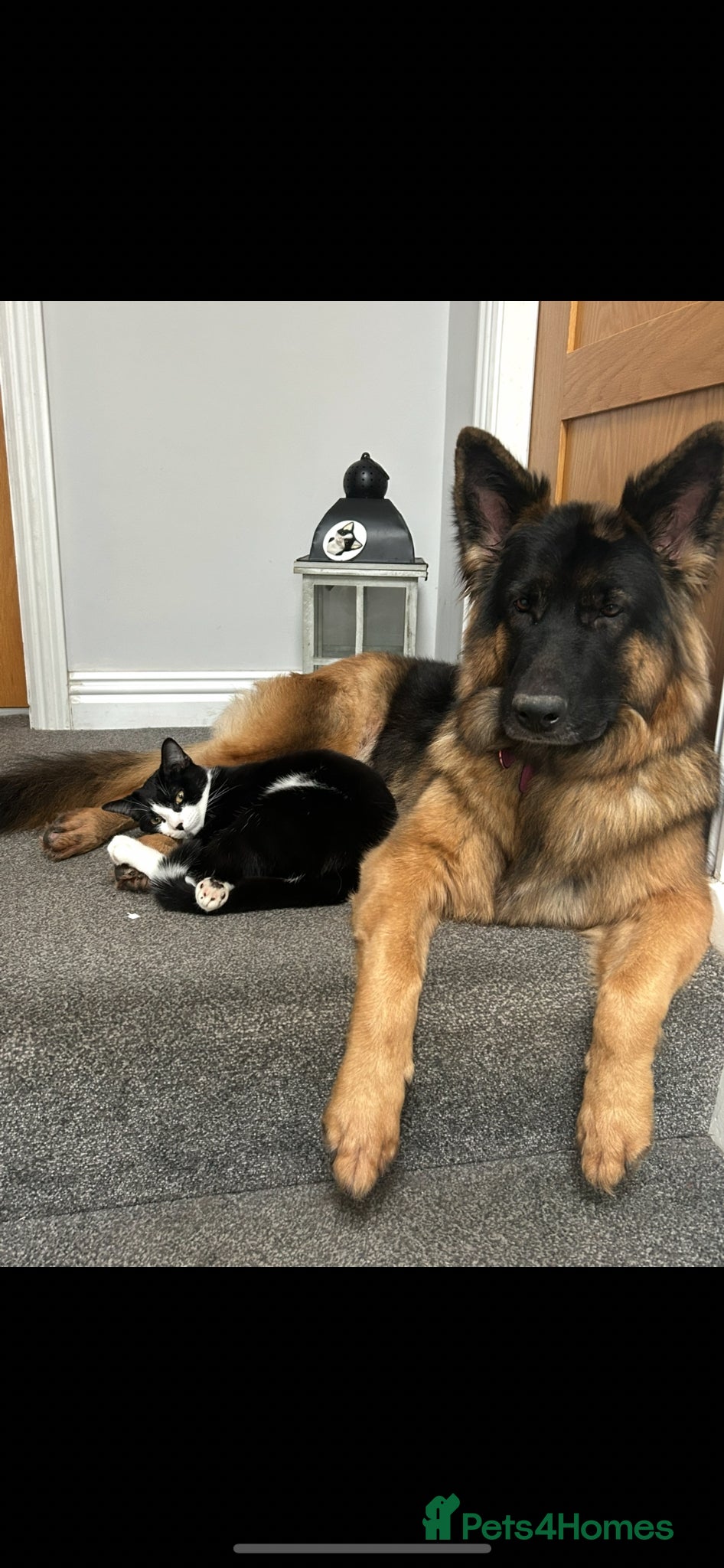 German Shepherd dogs Gorgeous girl needs a loving home  - Advert 1